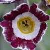 Auricula Hawkwood - Abriachan Nurseries